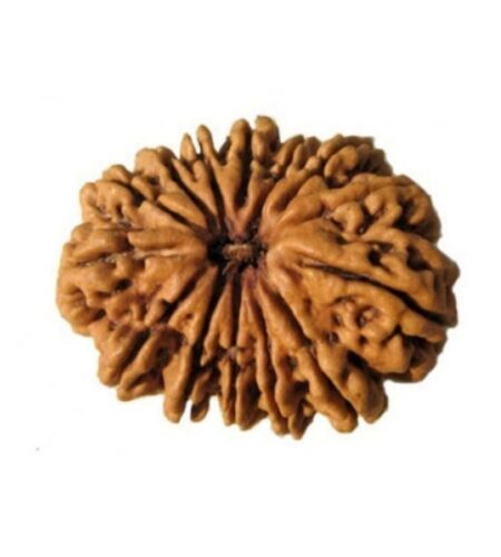 14 mukhi Rudraksha