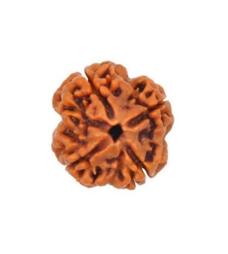 4 mukhi Rudraksha