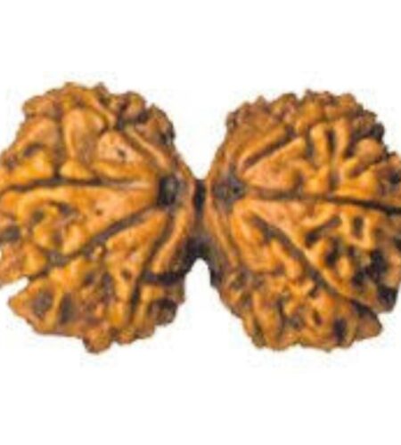 Gauri Shankar Rudraksha