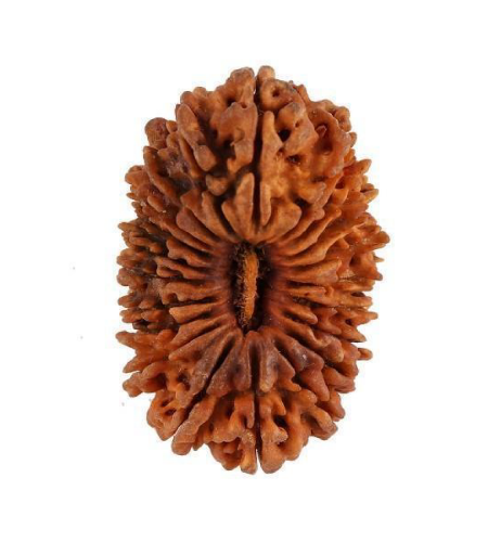 Rudraksha